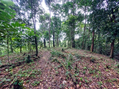 Elevated Coastal Land in Calm Deep Water Bay, Bocas del Toro - image 8