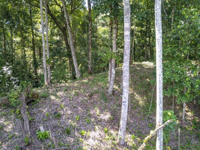 Elevated Coastal Land in Calm Deep Water Bay, Bocas del Toro - image 19