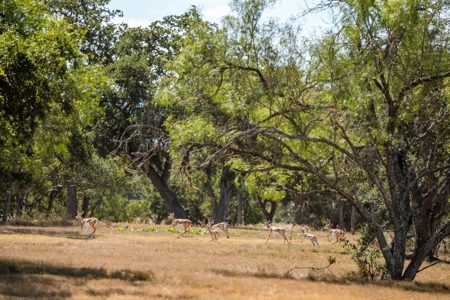 Guadalupe Riverfront Working Ranch in the Texas Hill Country - image 35