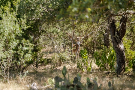 Guadalupe Riverfront Working Ranch in the Texas Hill Country - image 7