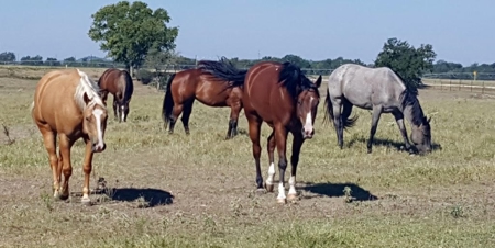 Guadalupe Riverfront Working Ranch in the Texas Hill Country - image 47