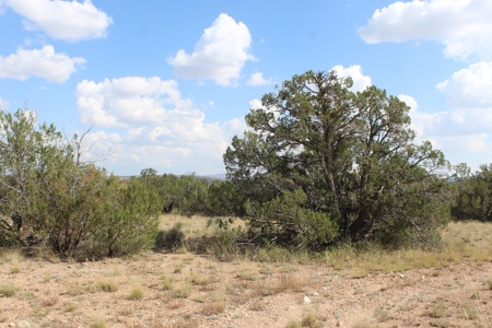 Country Acreage with Electric Power Avail, Good Access - image 2
