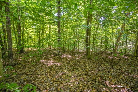 Indiana Hunting and Recreational Land – National Forest - image 7