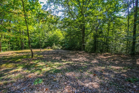 Indiana Hunting and Recreational Land – National Forest - image 3