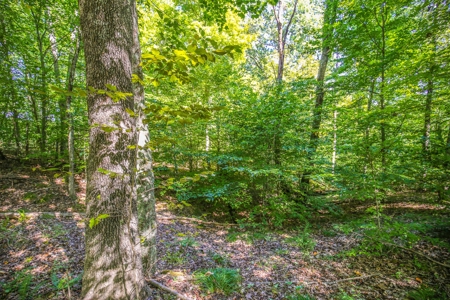 Indiana Hunting and Recreational Land – National Forest - image 8