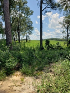 Hunting Land In Ouachita Parish Louisiana For Sale - image 4