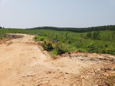 Hunting Land In Ouachita Parish Louisiana For Sale - image 5