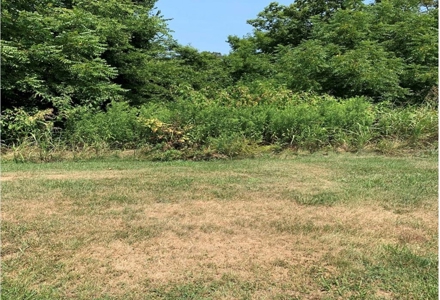 .55 Acre Lot in Bayside Subdivision in Bean Station, TN - image 2
