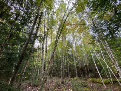 48 Acres Land for Sale Old Town Maine - image 11