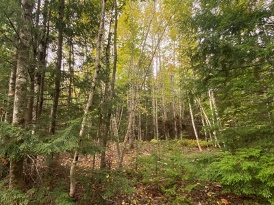 48 Acres Land for Sale Old Town Maine - image 6