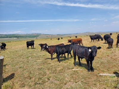 Sublette County, WY | Ranch For Sale - image 6
