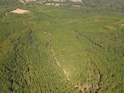 East Texas Timberland for Sale - Sealed Bid - image 5