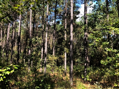 East Texas Timberland for Sale - Sealed Bid - image 9