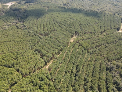 East Texas Timberland for Sale - Sealed Bid - image 6
