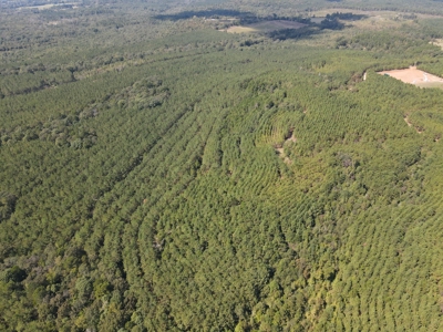 East Texas Timberland for Sale - Sealed Bid - image 4