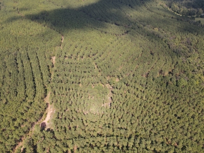 East Texas Timberland for Sale - Sealed Bid - image 1