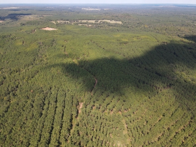 East Texas Timberland for Sale - Sealed Bid - image 3
