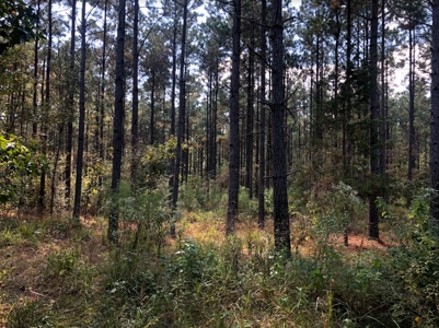 East Texas Timberland for Sale - Sealed Bid - image 11