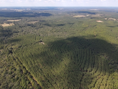 East Texas Timberland for Sale - Sealed Bid - image 2