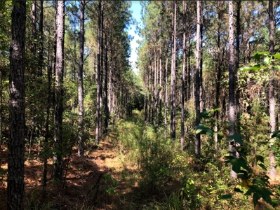 East Texas Timberland for Sale - Sealed Bid - image 10