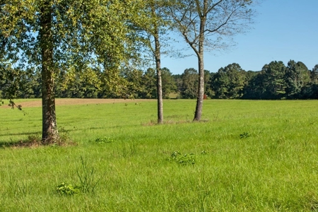 61 Acres Pature & Timber Land for Sale with Cabin South MS - image 3