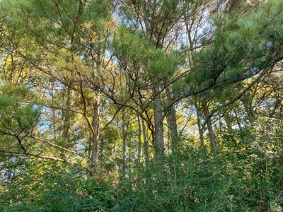 61 Acres Pature & Timber Land for Sale with Cabin South MS - image 43