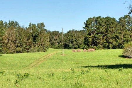 61 Acres Pature & Timber Land for Sale with Cabin South MS - image 4