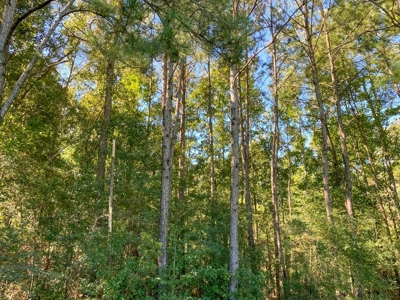 61 Acres Pature & Timber Land for Sale with Cabin South MS - image 45