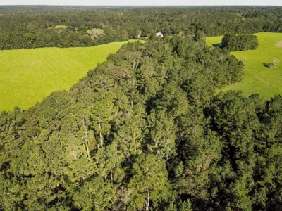 61 Acres Pature & Timber Land for Sale with Cabin South MS - image 18