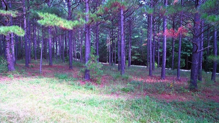 Waterfront Acreage On Lake Gaston, NC - image 14