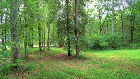 Waterfront Acreage On Lake Gaston, NC - image 17