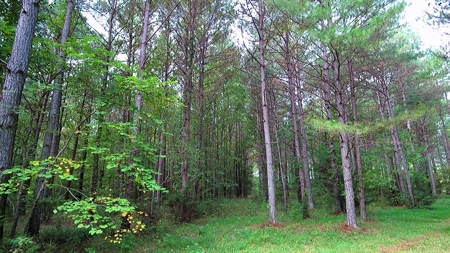 Waterfront Acreage On Lake Gaston, NC - image 7