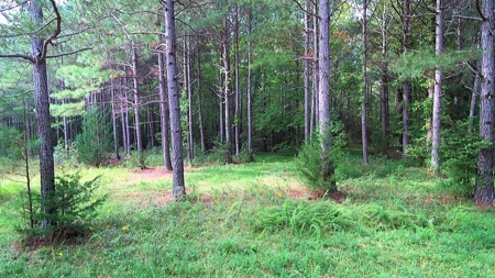 Waterfront Acreage On Lake Gaston, NC - image 11