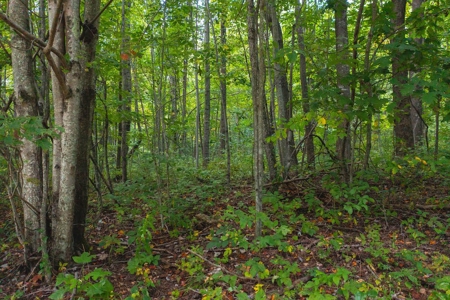 Wooded Lot for Sale in Meadows of Dan VA - image 11