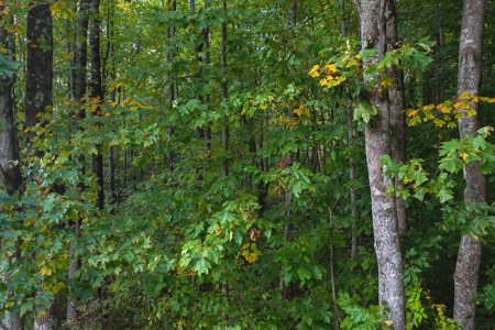 Wooded Lot for Sale in Meadows of Dan VA - image 8