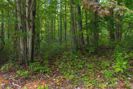 Wooded Lot for Sale in Meadows of Dan VA - image 10
