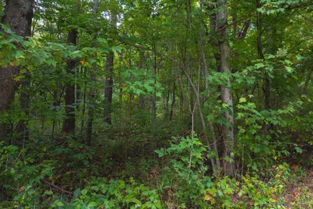 Wooded Lot for Sale in Meadows of Dan VA - image 12