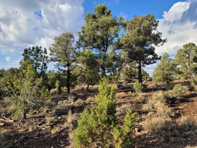 Nevada Residential Buildable Land For Sale Near Pioche Nv - image 8