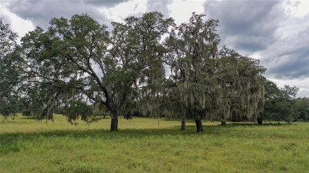 Stunning Florida Farm Land for Sale 76 Acres - image 7