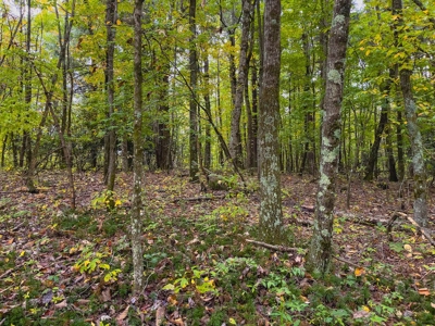 Land for Sale with Creek Frontage in Meadows of Dan VA - image 14