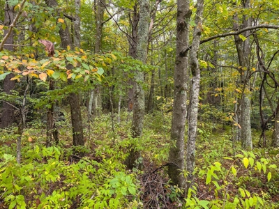 Land for Sale with Creek Frontage in Meadows of Dan VA - image 13