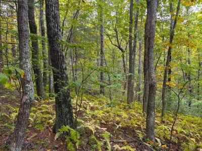Wooded Acreage for Sale in Meadows of Dan VA - image 6