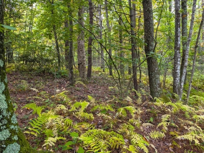 Wooded Acreage for Sale in Meadows of Dan VA - image 7
