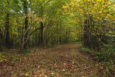 Wooded Acreage for Sale in Meadows of Dan VA - image 3