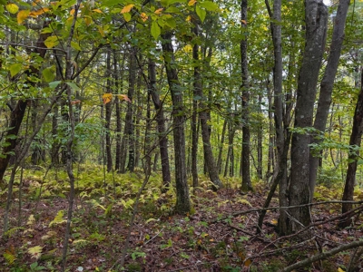 Wooded Acreage for Sale in Meadows of Dan VA - image 5