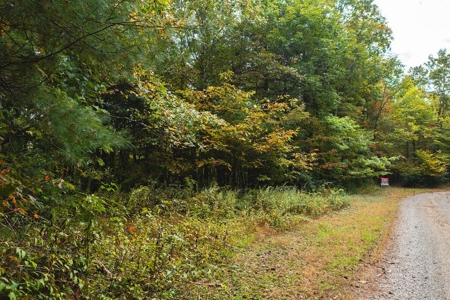 Wooded Acreage for Sale in Meadows of Dan VA - image 4