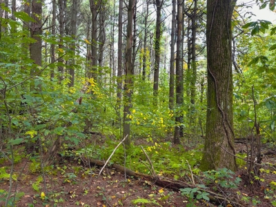 Land with Stream for Sale in Patrick County VA! - image 13