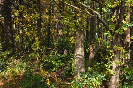 Land with Stream for Sale in Patrick County VA! - image 10