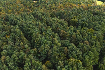 Land with Stream for Sale in Patrick County VA! - image 5
