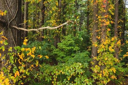 Land with Stream for Sale in Patrick County VA! - image 9